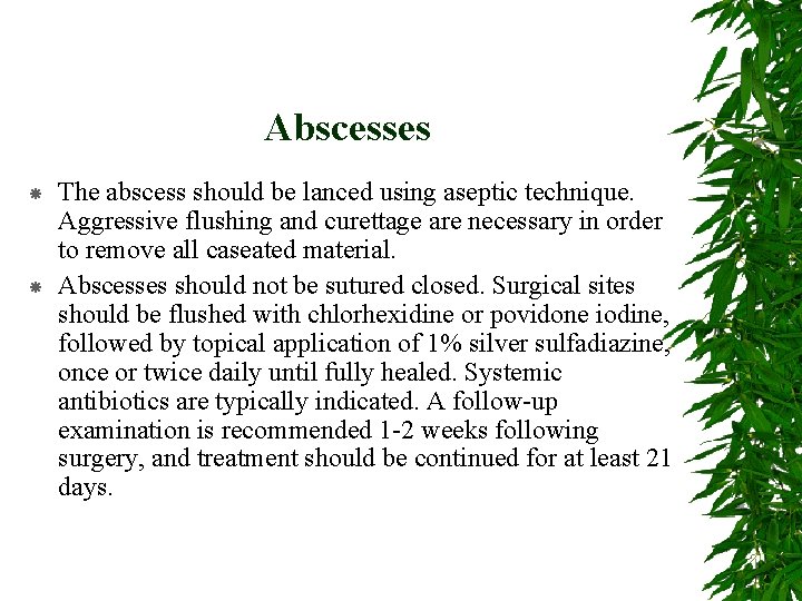 Abscesses The abscess should be lanced using aseptic technique. Aggressive flushing and curettage are