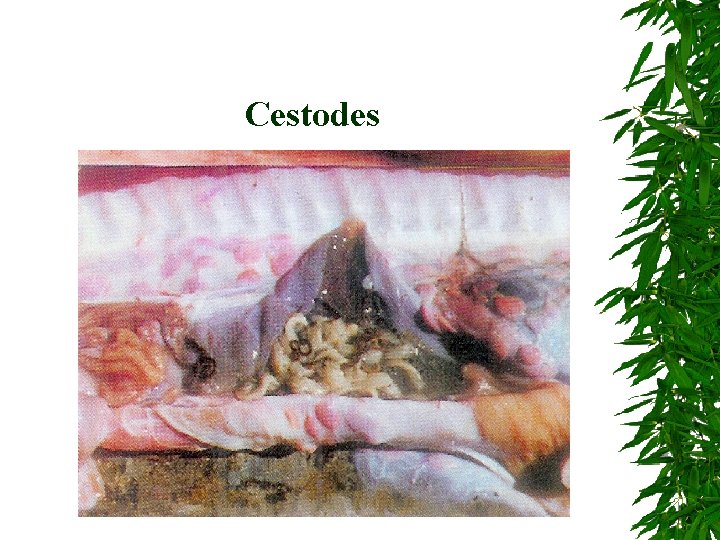 Cestodes 