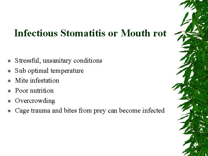 Infectious Stomatitis or Mouth rot Stressful, unsanitary conditions Sub optimal temperature Mite infestation Poor