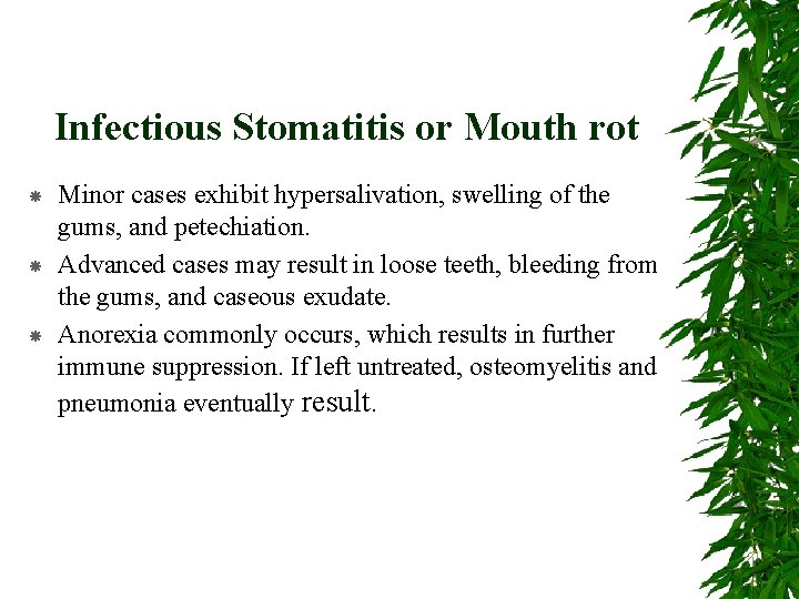 Infectious Stomatitis or Mouth rot Minor cases exhibit hypersalivation, swelling of the gums, and