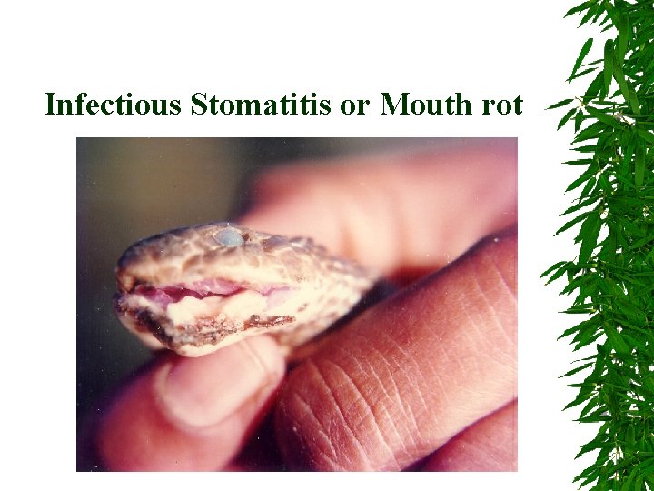 Infectious Stomatitis or Mouth rot 