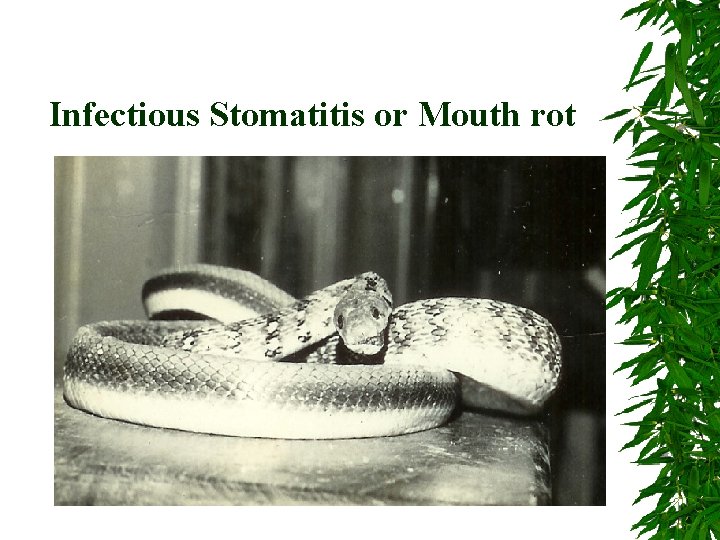 Infectious Stomatitis or Mouth rot 