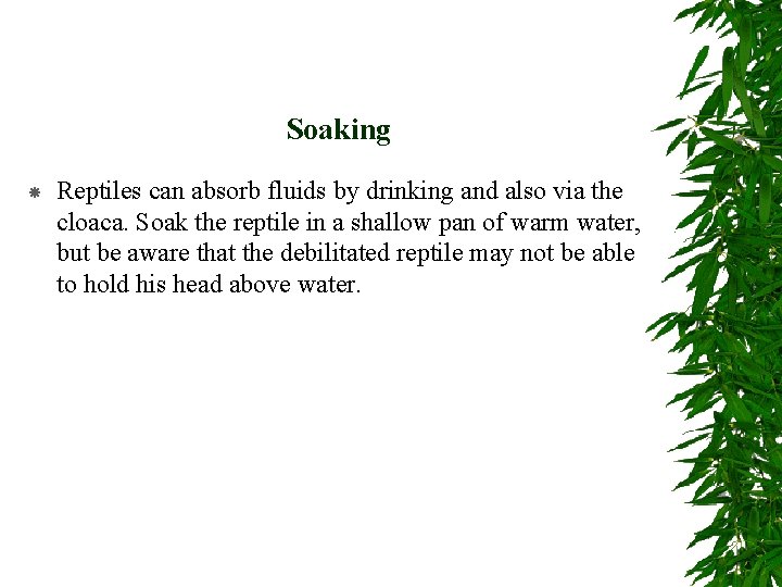 Soaking Reptiles can absorb fluids by drinking and also via the cloaca. Soak the