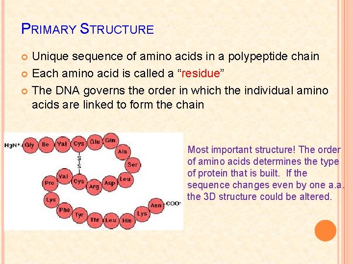 PRIMARY STRUCTURE Unique sequence of amino acids in a polypeptide chain Each amino acid