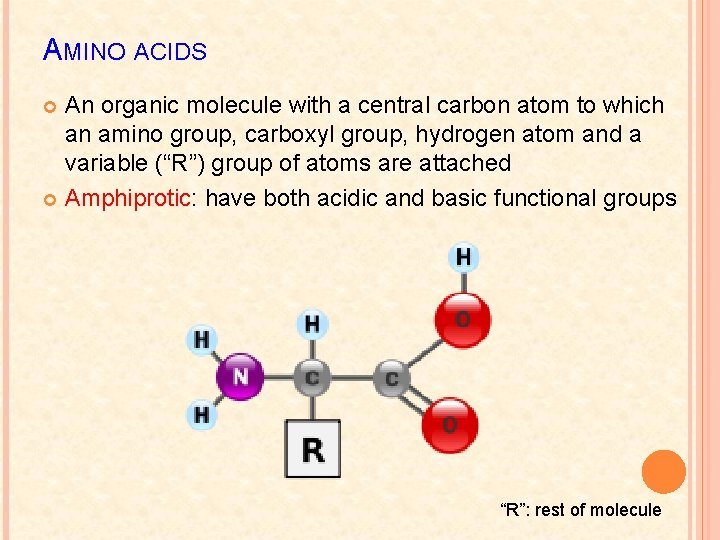 AMINO ACIDS An organic molecule with a central carbon atom to which an amino