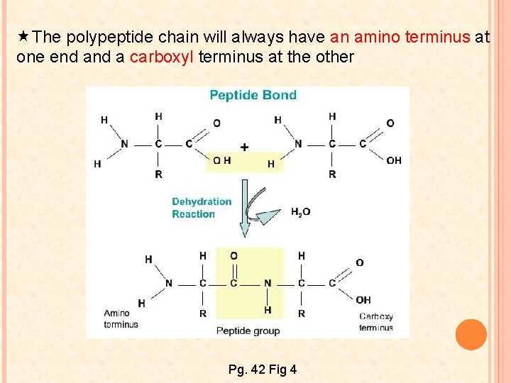  The polypeptide chain will always have an amino terminus at one end a