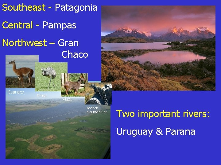 Southeast - Patagonia Central - Pampas Northwest – Gran Chaco Guanaco Rhea Pudu Andean