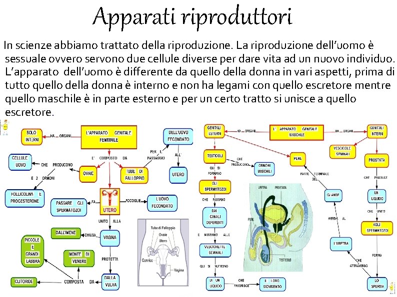 Apparati riproduttori In scienze abbiamo trattato della riproduzione. La riproduzione dell’uomo è sessuale ovvero