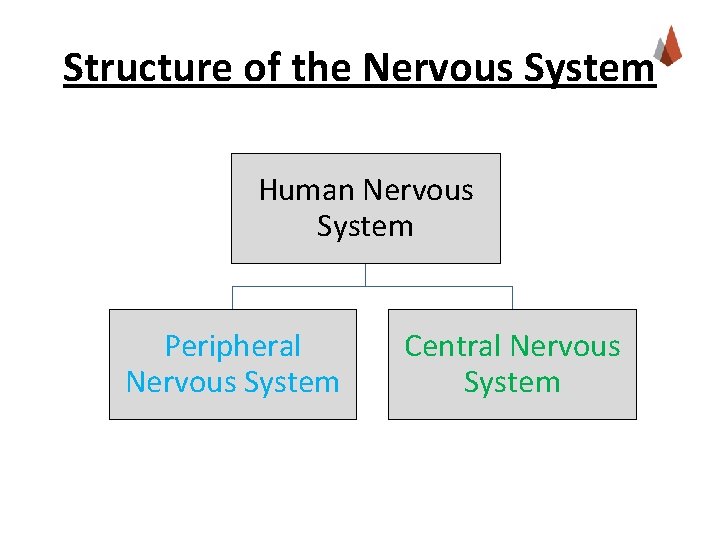 Structure of the Nervous System Human Nervous System Peripheral Nervous System Central Nervous System