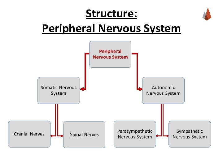 Structure: Peripheral Nervous System 