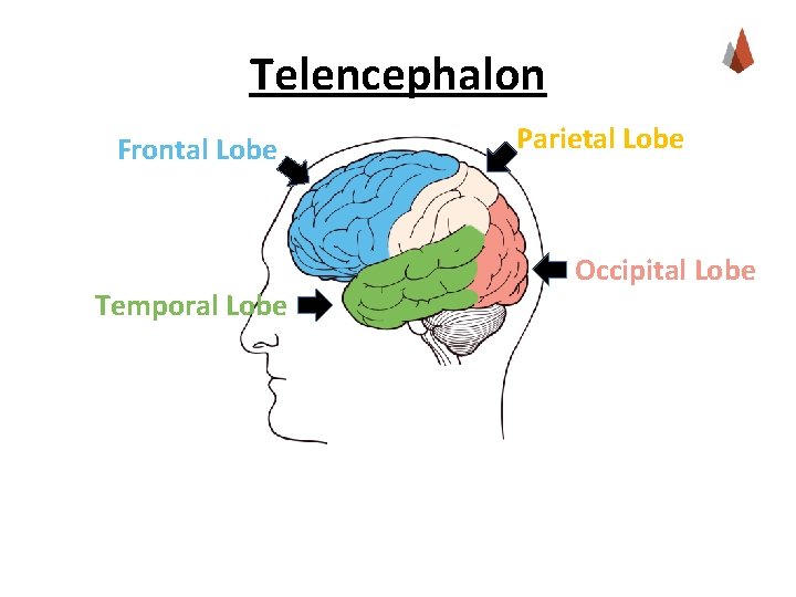 Telencephalon Frontal Lobe Temporal Lobe Parietal Lobe Occipital Lobe 