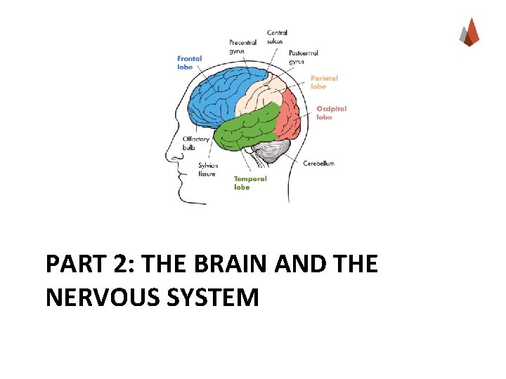 PART 2: THE BRAIN AND THE NERVOUS SYSTEM 