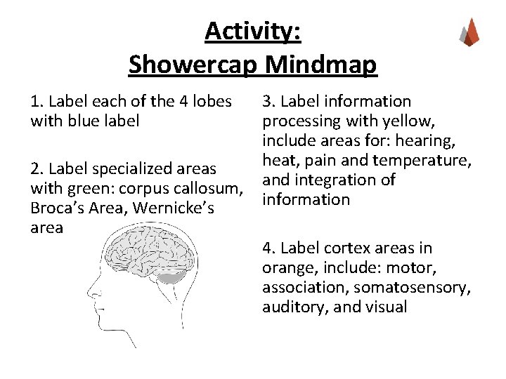 Activity: Showercap Mindmap 1. Label each of the 4 lobes with blue label 2.
