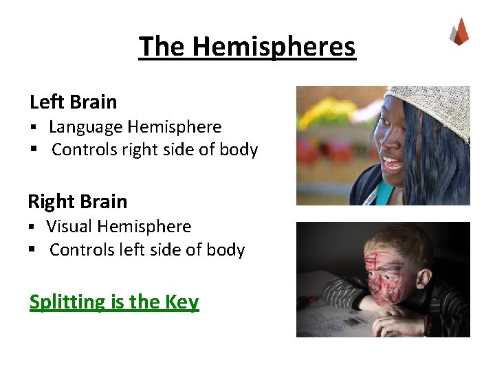 The Hemispheres Left Brain § Language Hemisphere § Controls right side of body Right