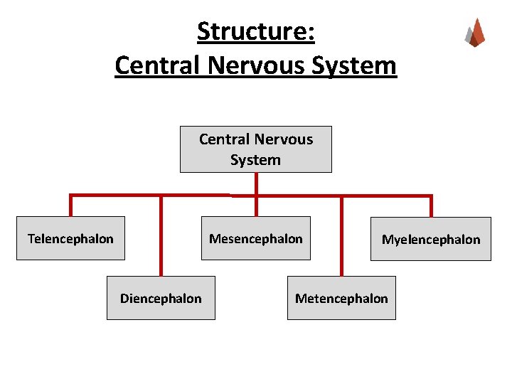 Structure: Central Nervous System Telencephalon Mesencephalon Diencephalon Myelencephalon Metencephalon 