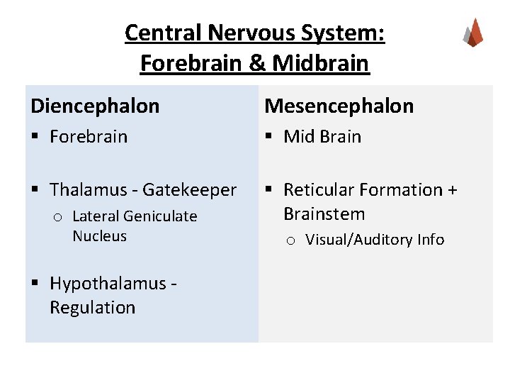 Central Nervous System: Forebrain & Midbrain Diencephalon Mesencephalon § Forebrain § Mid Brain §