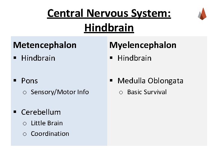 Central Nervous System: Hindbrain Metencephalon Myelencephalon § Hindbrain § Pons § Medulla Oblongata o