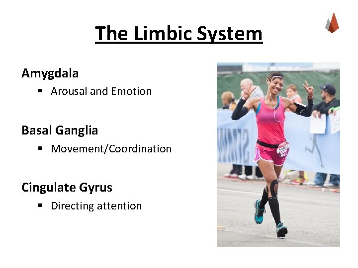 The Limbic System Amygdala § Arousal and Emotion Basal Ganglia § Movement/Coordination Cingulate Gyrus