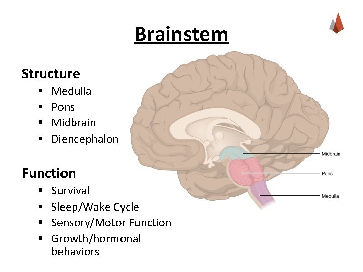 Brainstem Structure § § Medulla Pons Midbrain Diencephalon Function § § Survival Sleep/Wake Cycle