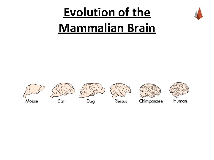 Evolution of the Mammalian Brain 