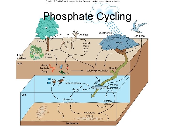 Phosphate Cycling 