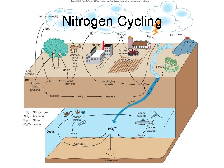 Nitrogen Cycling 