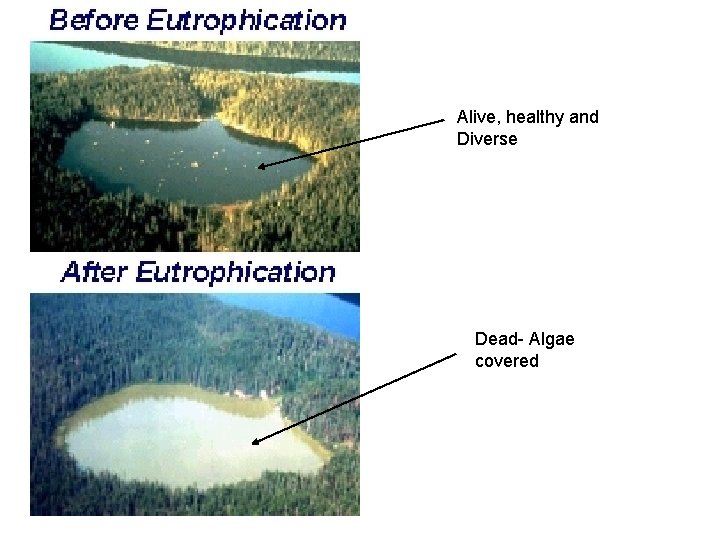 Alive, healthy and Diverse Dead- Algae covered 