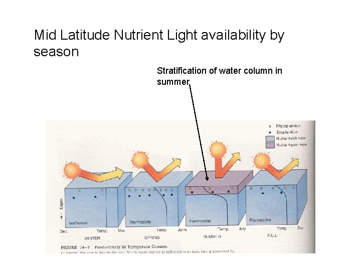 Mid Latitude Nutrient Light availability by season Stratification of water column in summer 