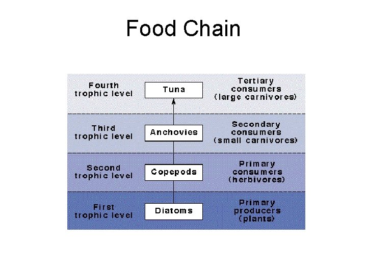 Food Chain 