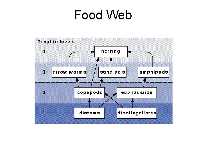 Food Web 