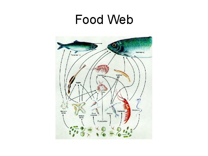 Food Web 