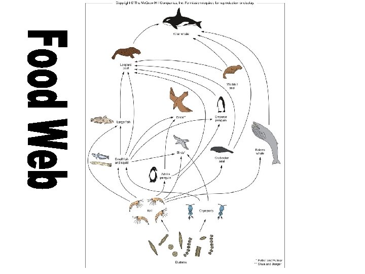 Figure 14 p. 385 