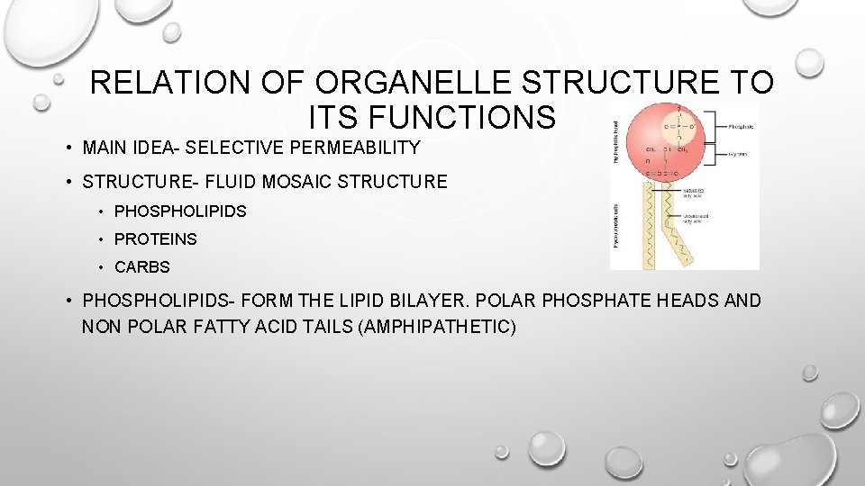 RELATION OF ORGANELLE STRUCTURE TO ITS FUNCTIONS • MAIN IDEA- SELECTIVE PERMEABILITY • STRUCTURE-