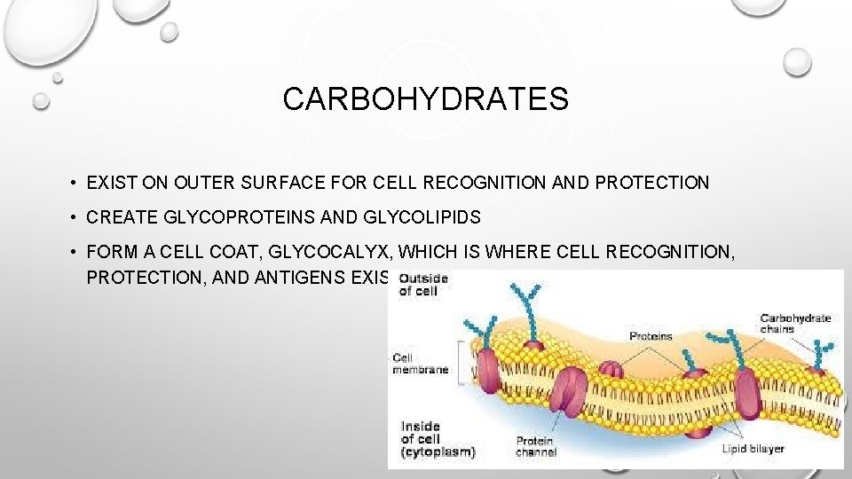 CARBOHYDRATES • EXIST ON OUTER SURFACE FOR CELL RECOGNITION AND PROTECTION • CREATE GLYCOPROTEINS