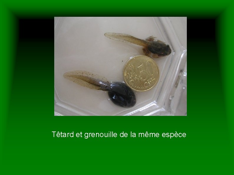 Têtard et grenouille de la même espèce 