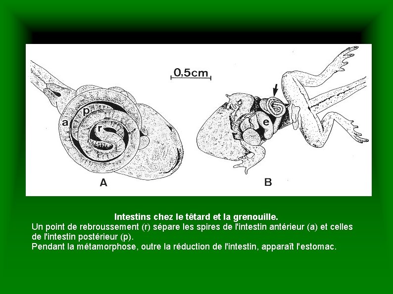 Intestins chez le têtard et la grenouille. Un point de rebroussement (r) sépare les