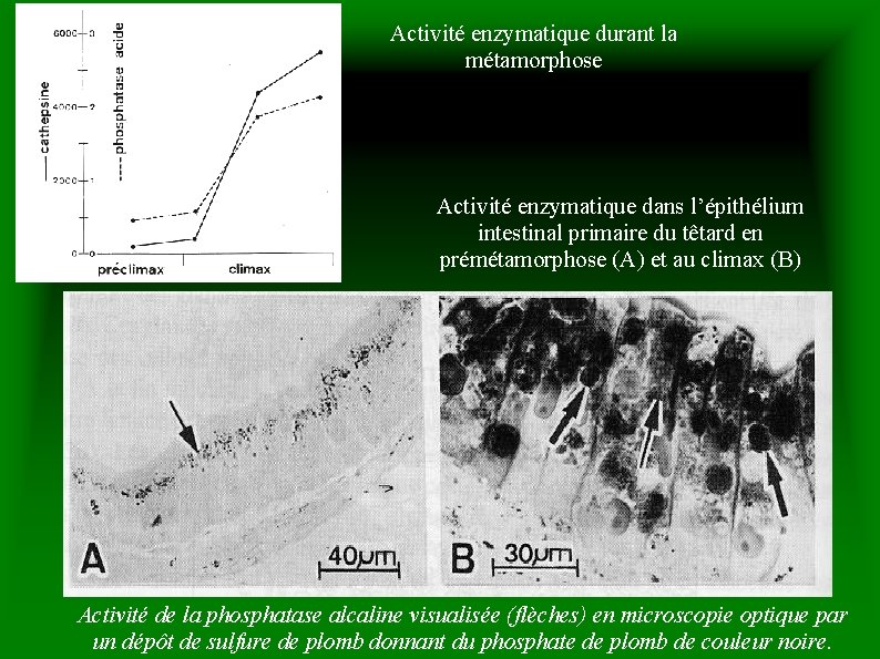 Activité enzymatique durant la métamorphose Activité enzymatique dans l’épithélium intestinal primaire du têtard en