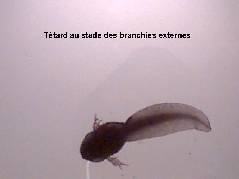 Têtard au stade des branchies externes 