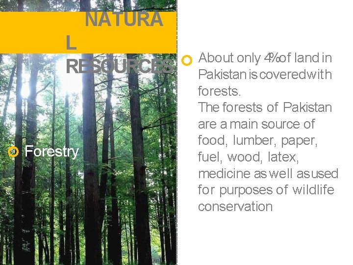 NATURA L RESOURCES Forestry About only 4%of land in Pakistan is covered with forests.