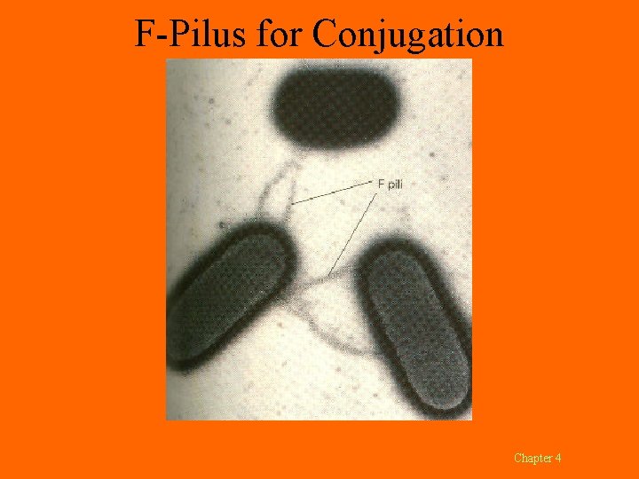 F-Pilus for Conjugation Chapter 4 