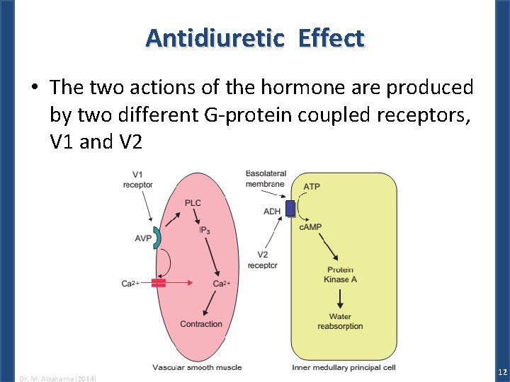 Antidiuretic Effect • The two actions of the hormone are produced by two different