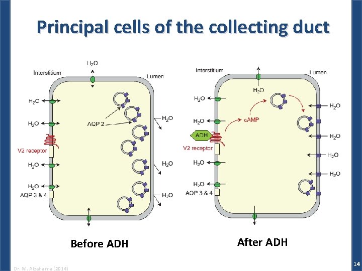 Principal cells of the collecting duct Before ADH Dr. M. Alzaharna (2014) After ADH
