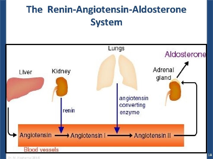 The Renin-Angiotensin-Aldosterone System Dr. M. Alzaharna (2014) 18 
