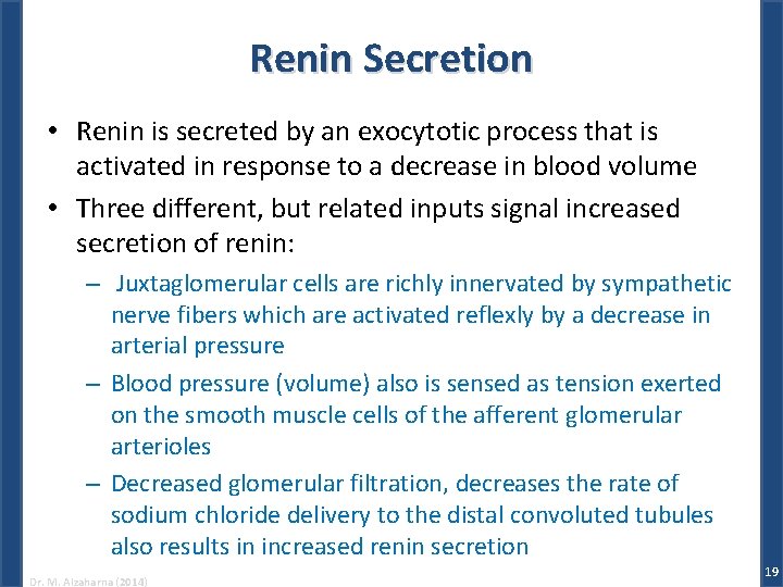 Renin Secretion • Renin is secreted by an exocytotic process that is activated in
