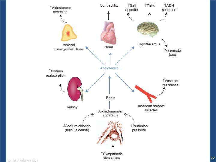 Dr. M. Alzaharna (2014) 22 