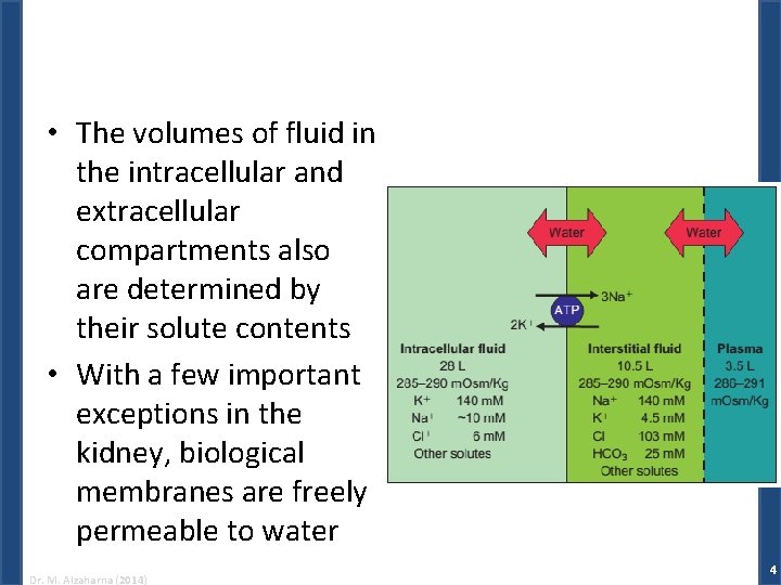 • The volumes of fluid in the intracellular and extracellular compartments also are