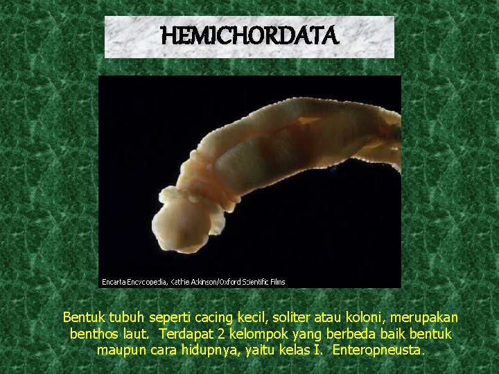 HEMICHORDATA Bentuk tubuh seperti cacing kecil, soliter atau koloni, merupakan benthos laut. Terdapat 2