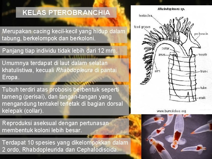 KELAS PTEROBRANCHIA Merupakan cacing kecil-kecil yang hidup dalam tabung, berkelompok dan berkoloni. Panjang tiap