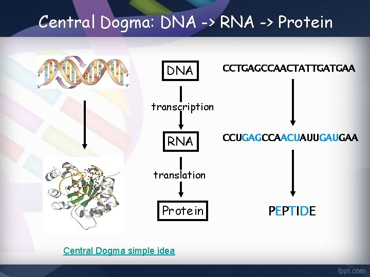 Central Dogma: DNA -> RNA -> Protein DNA CCTGAGCCAACTATTGATGAA transcription RNA CCUGAGCCAACUAUUGAUGAA translation Protein