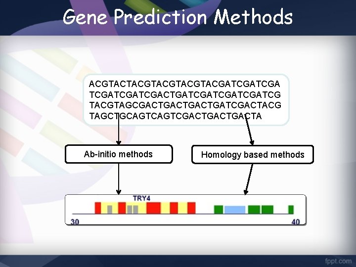 Gene Prediction Methods ACGTACTACGTACGATCGATCGACTGATCGATCG TACGTAGCGACTGACTGATCGACTACG TAGCTGCAGTCGACTGACTA Ab-initio methods Homology based methods 